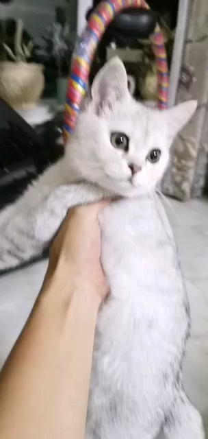 v2-6a069c8eef5ba7947d7744724d45c19c_720w.jpg?source=1940ef5c