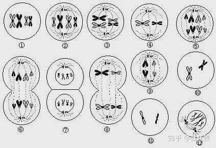 高考生物 有丝分裂 减数分裂快速区分技巧 一篇文章顶8节课 知乎