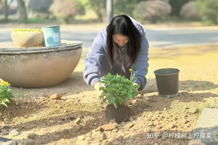 共植青綠夢 筑夢“五色”園丨富陽校區(qū)植樹節(jié)主題活動(圖6)