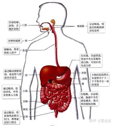 人体与营养·消化系统：01认识消化系统- 知乎