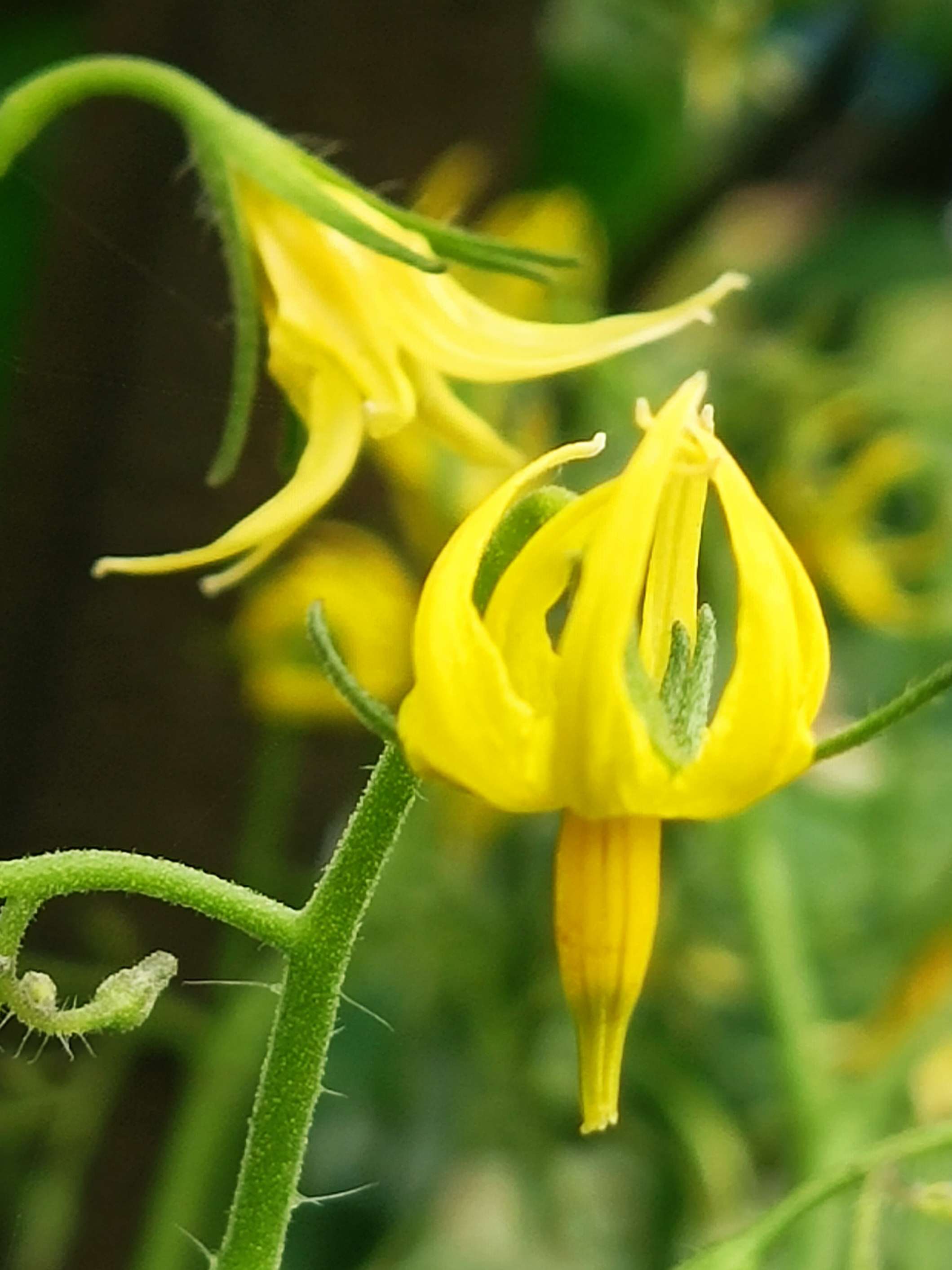 这里是彼岸 的想法: 吃小番茄的你,见过它的花朵吗? | 经常