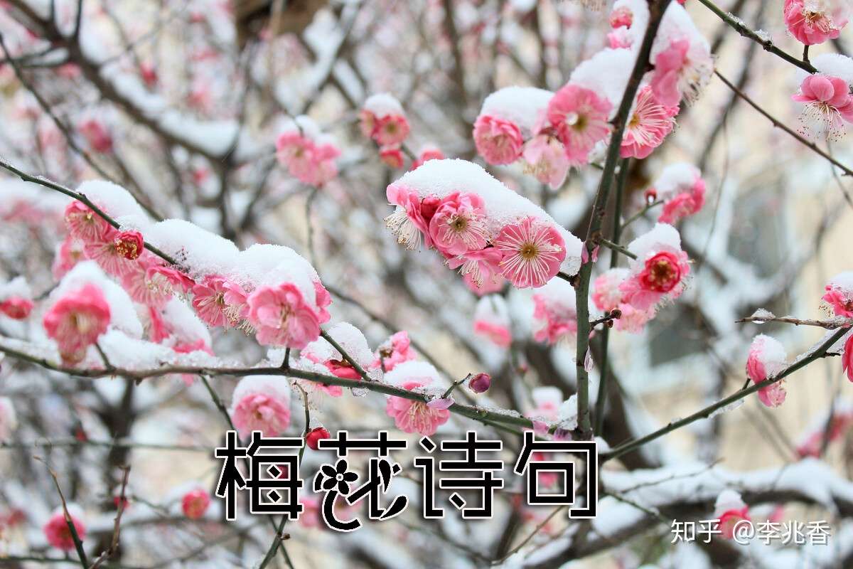 关于梅花的诗句经典名句赏析及白话文意思 知乎