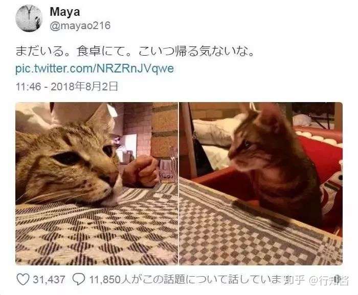 开窗午睡的结果 身边突然躺了一只猫 陪睡服务了解一下 知乎