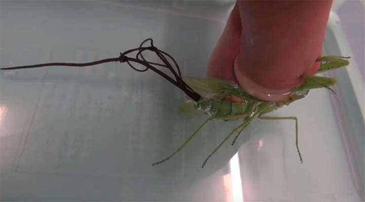 铁线虫是什么生物（铁线虫到底有多可怕）