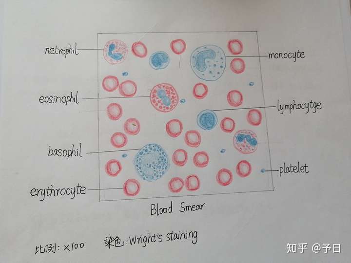 血细胞画法图片