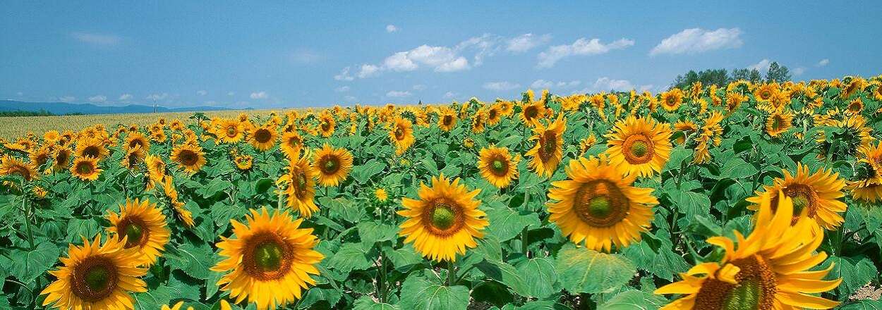 花见の盛夏 北海道夏日人气旅行地 知乎