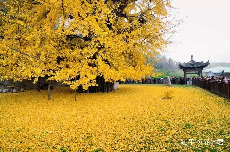 国家一级保护濒危珍稀植物 银杏树 知乎