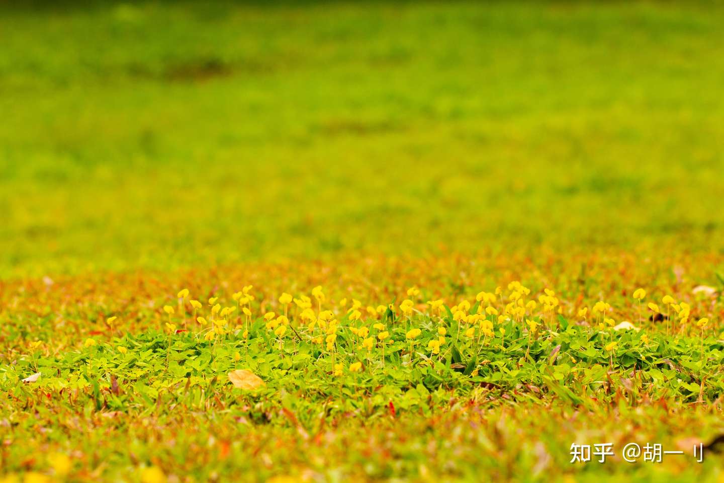 蔓花生 不和别人比较 只想不断超越自己 知乎