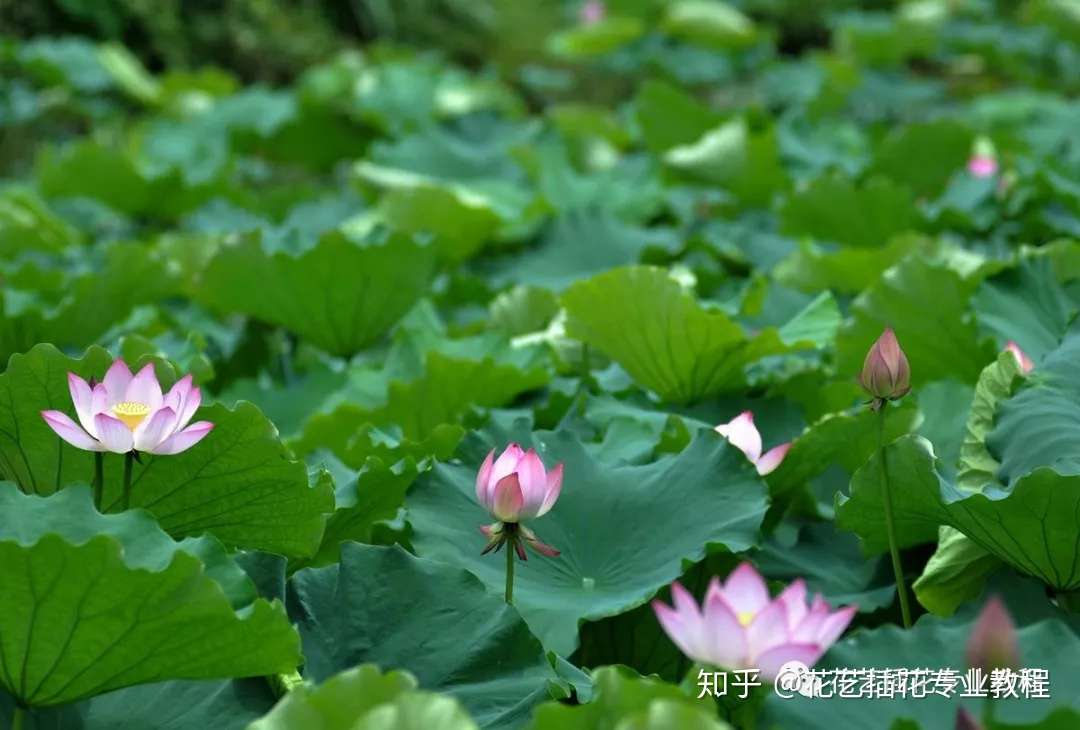花艺知识讲堂 花中君子 荷花 知乎