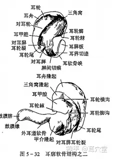 軟骨(圖5-32)(cartilage of auricle)為一形狀不規則的單塊彈性軟骨