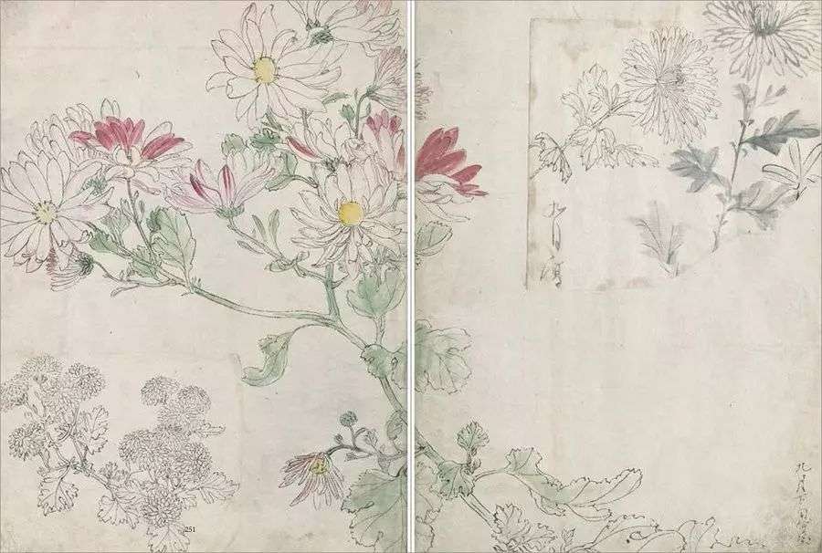 置爱 这个日本人100年前画的植物真是美疯了 知乎