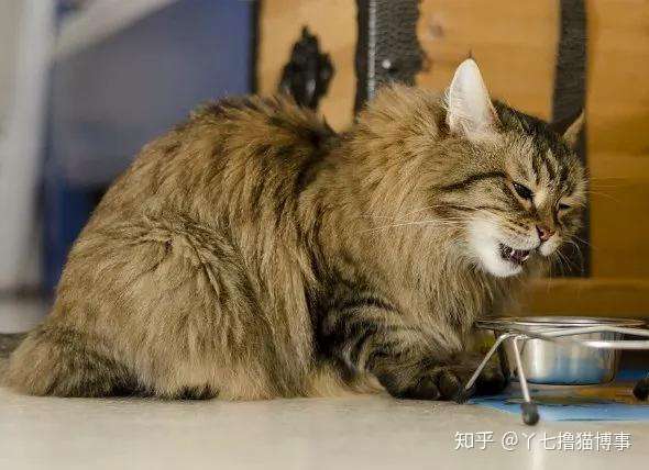 猫咪疼痛的18个标识 知乎