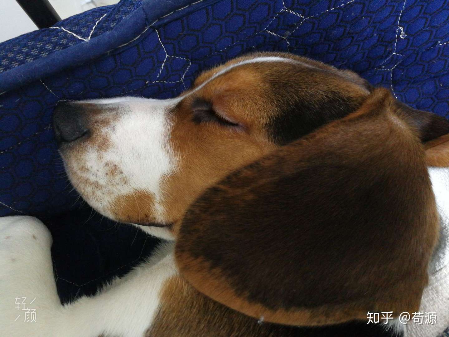 米格鲁的睡姿怎一个爽字了得 小比格犬 知乎