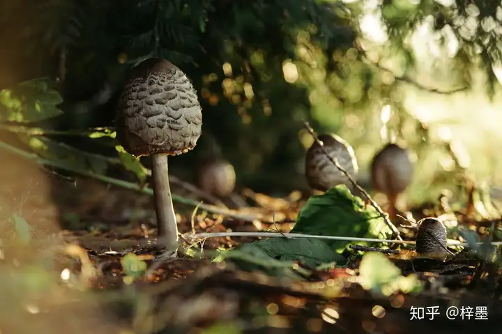 诗佛王维最美的三十句诗，你知道嘛？(王维佛诗词鉴赏)