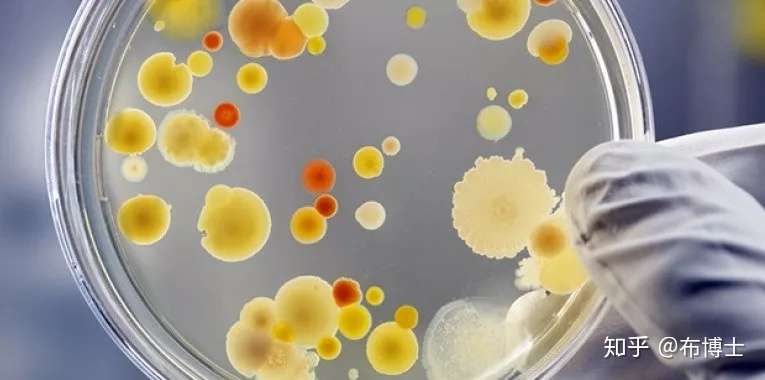 微生物还可以用来染色 你听说过吗 知乎