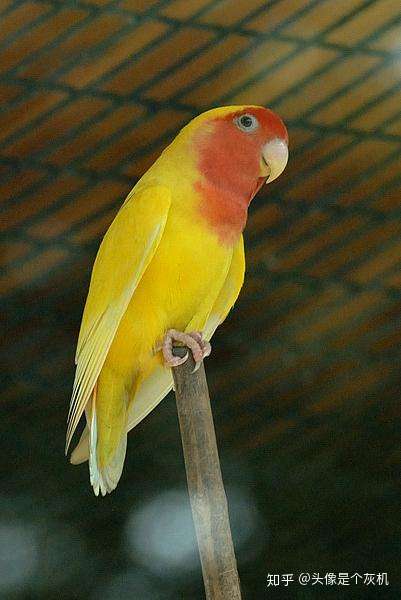 买了一对三个月大的黄桃牡丹鹦鹉,如何训练能让它们亲人呢?