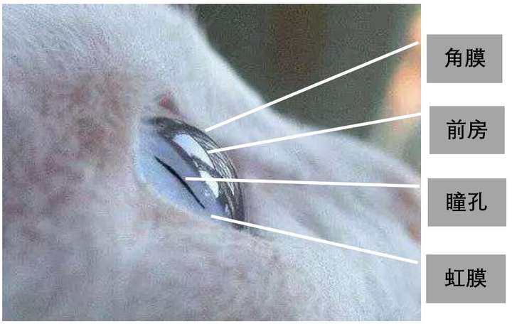猫咪突然一只眼睛发红睁不开？警惕角膜炎5种常见症状(图4)