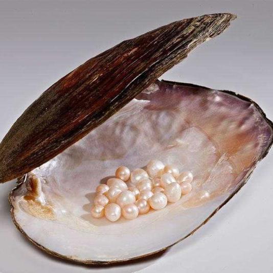 珍珠蚌