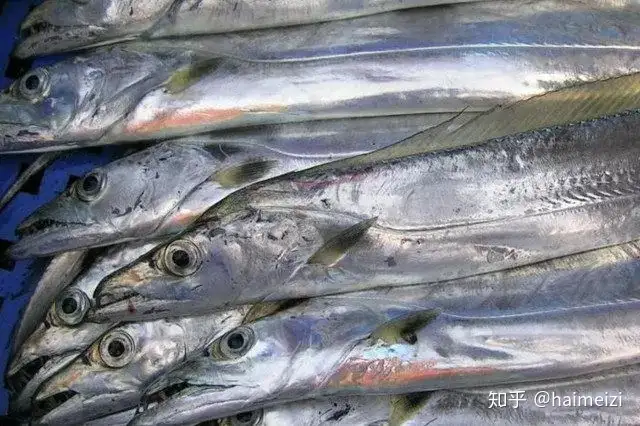 釣具10個趣味海魚-