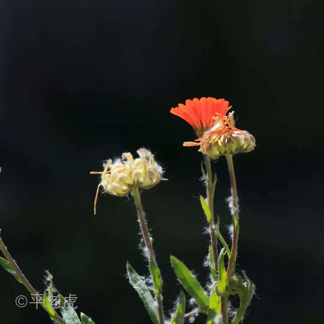 黑背景，花朵/秋叶突出的照片如何拍？ - 知乎