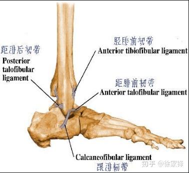 胫腓前下韧带和距腓前韧带是不是一回事?