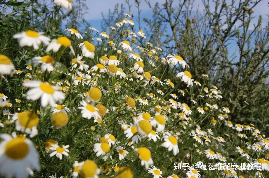 零基础学花艺 30种菊科植物介绍 知乎