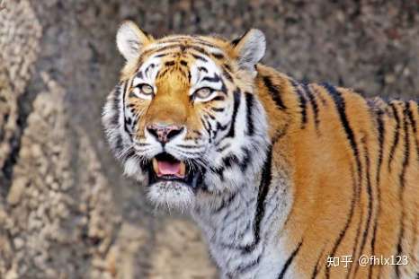 属虎的和什么属相相冲 知乎