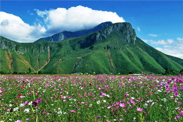 异域风情的格桑花 撒把花种撒点水 不用管就可以开成花海 知乎