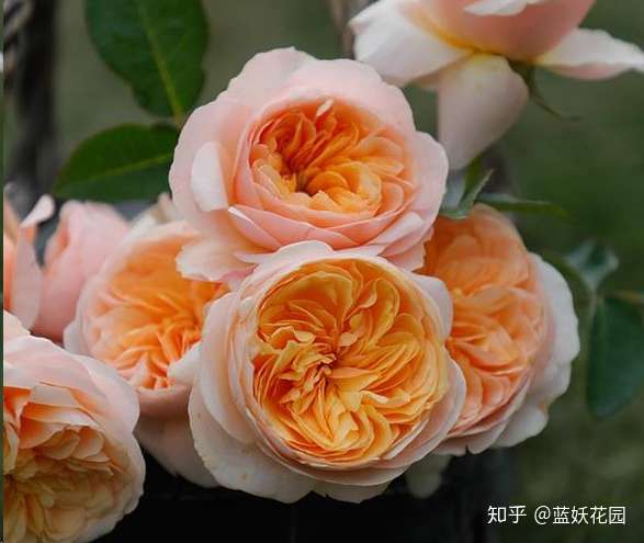 蓝妖 入冬了 你的月季修剪了吗 知乎