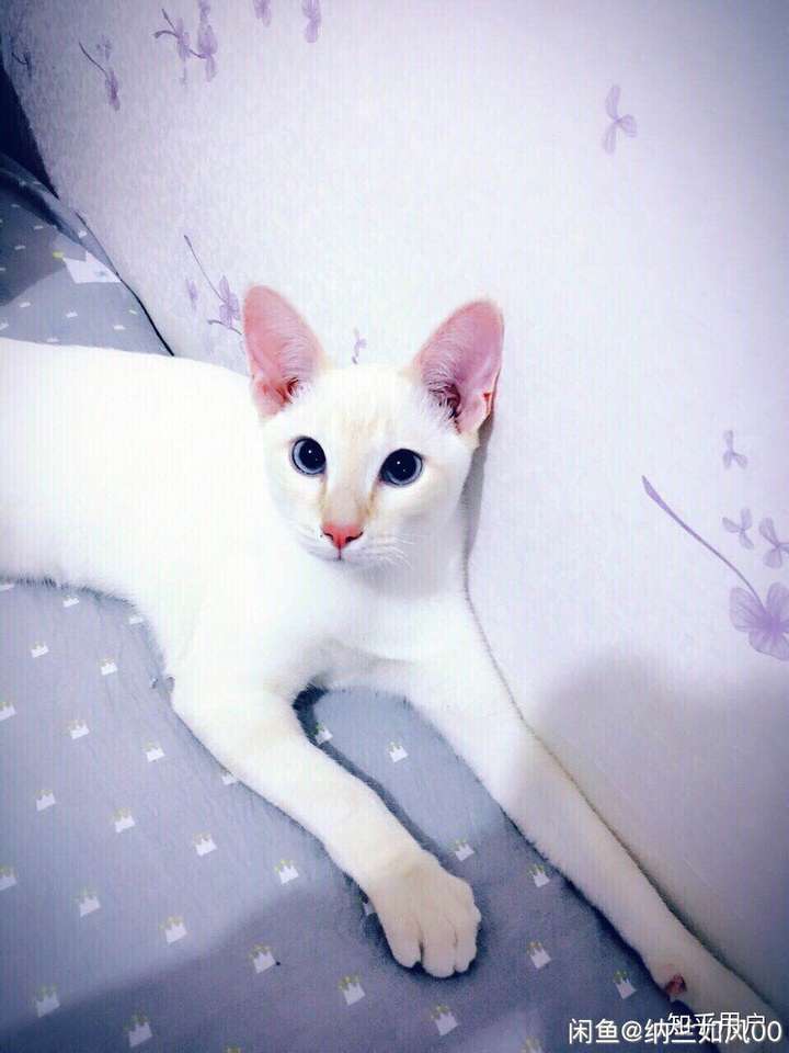 纯白暹罗猫图片