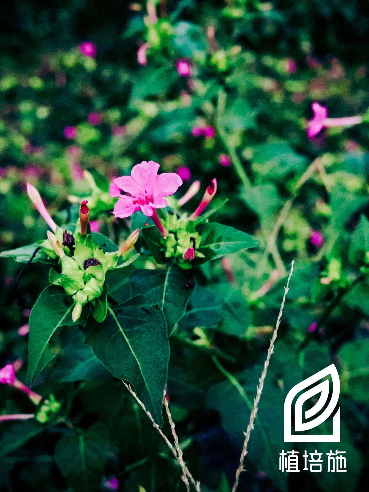 植培施 紫茉莉mirabilis Jalapa 一 二年生草本花卉栽培手册 知乎