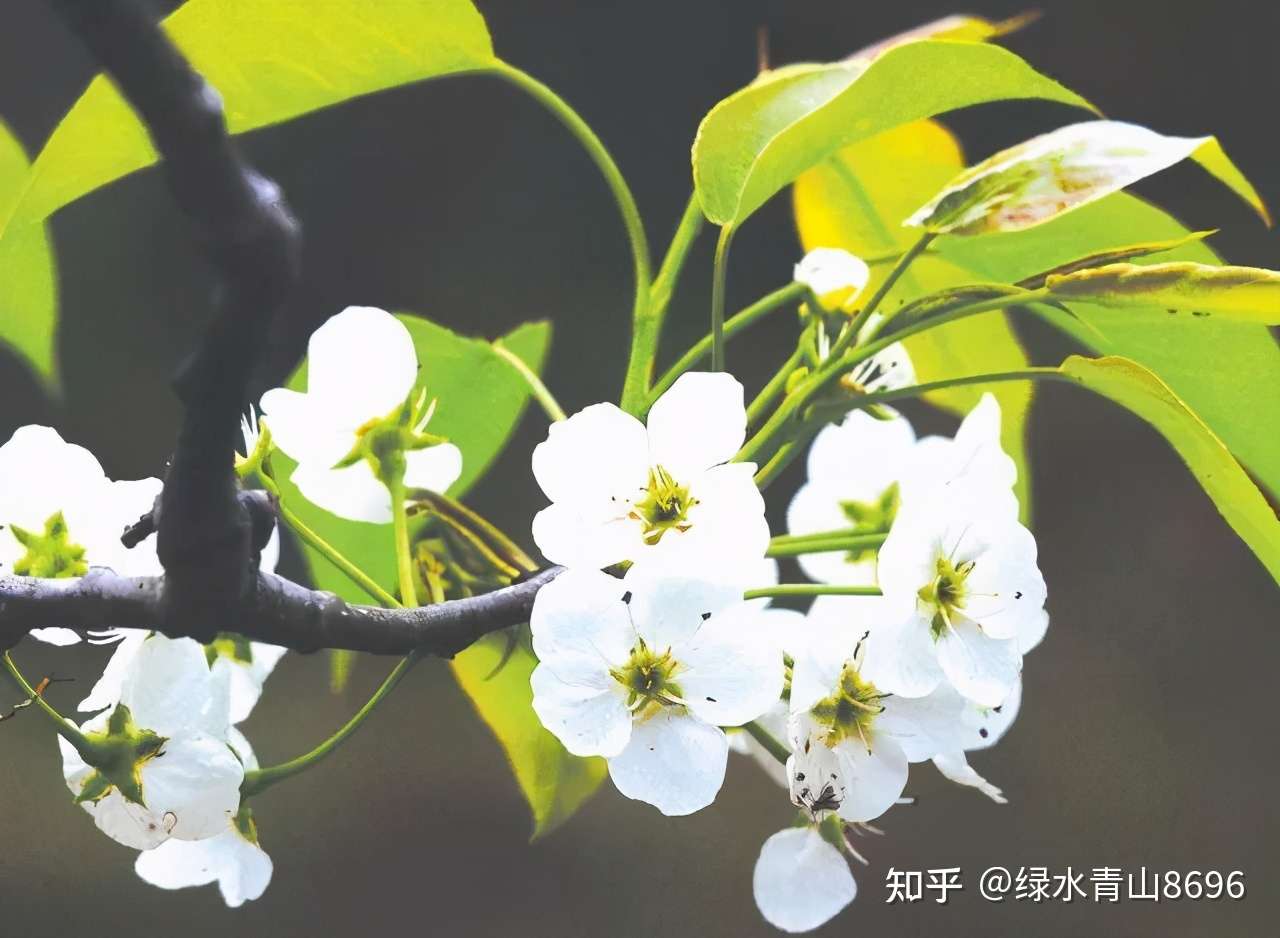 秋月梨花期授粉要注意的几个要点 知乎