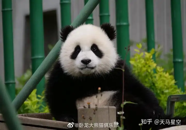 大熊猫：我的仔仔可不是小熊猫！（熊猫猫仔）