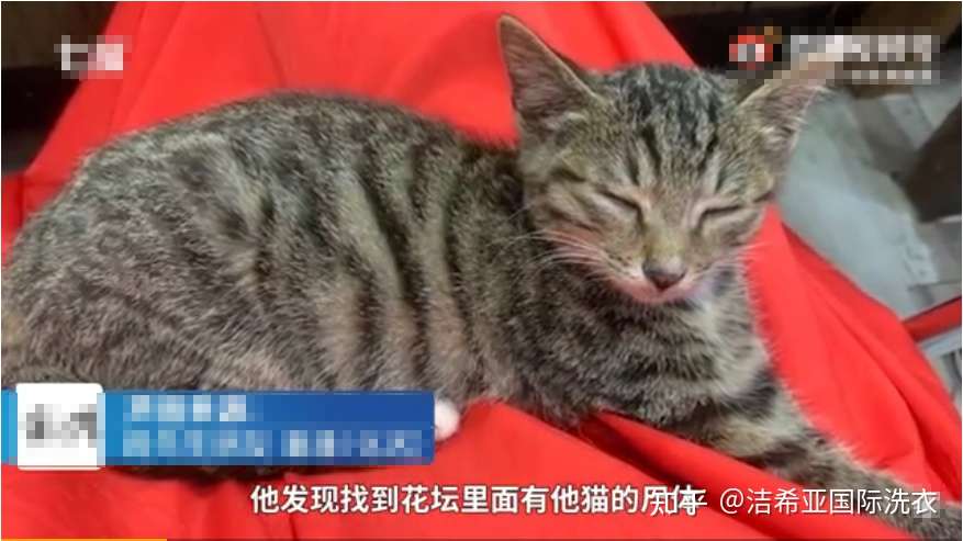 男子因心情不好 对猫多次摔打踩踏致其惨死 猫主人选择谅解 知乎