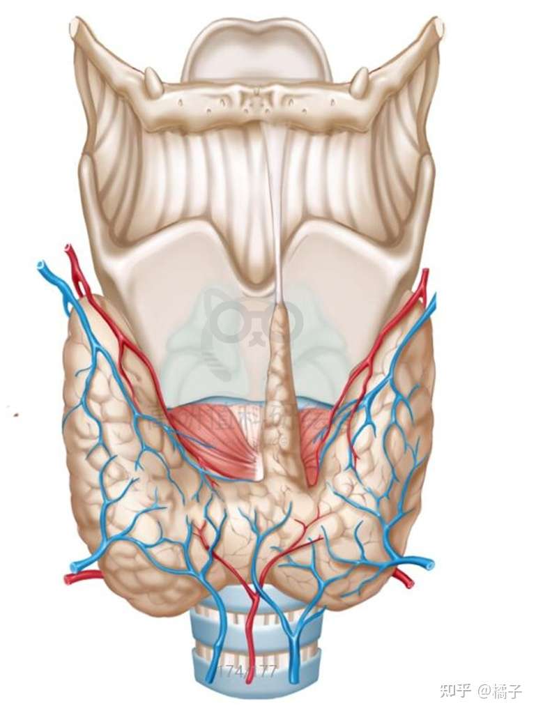 橘子 的想法: 科研繪圖—喉軟骨/會厭 #單一的甲狀軟骨… - 知乎