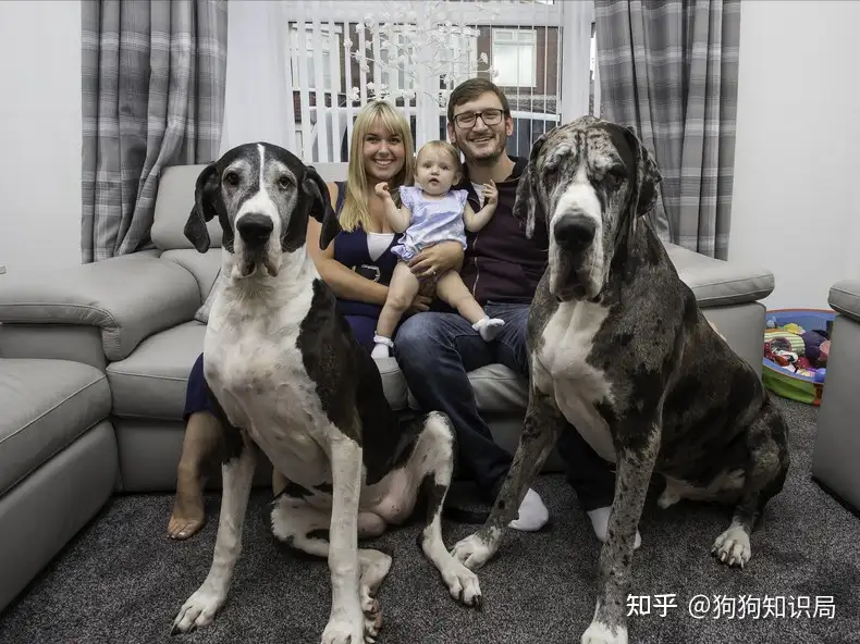 世界上 最大 的10种狗狗 比人还要高 你见过几种 知乎