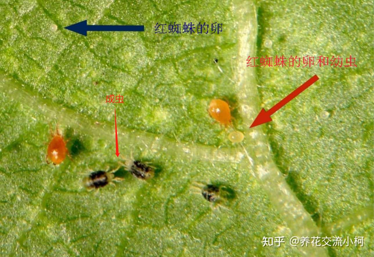 预防和治疗红蜘蛛的用药指南 避免虫害滋生也有好方法 知乎 预防和治疗红蜘蛛的用药指南 避免虫害滋生也有好方法 知乎