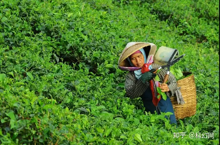 中国已申请的世界非遗（中国申请的世界非物质文化遗产） 第2张