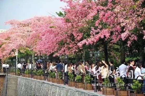 花城看花 这是广州全年赏花时间表 知乎