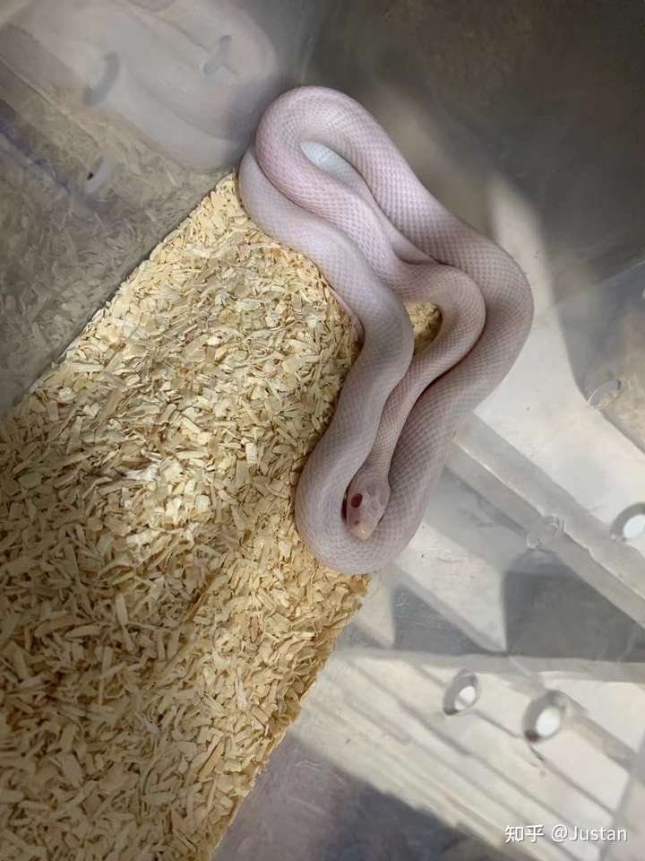 首选应该是玉米,具体品系雪白,暴雪,牛油,白化红,炭黑之类的,价格便宜