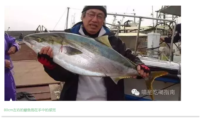 寒鰤 冬季必吃的旬之美味 知乎