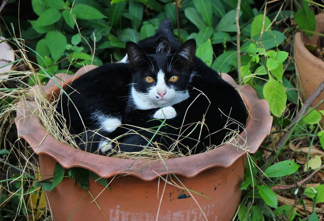 种一盆猫咪盆栽需要几步 知乎