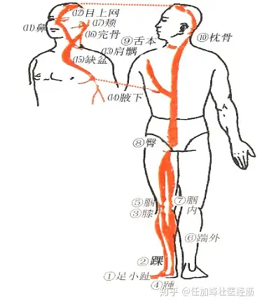 足阳明经筋图解图片