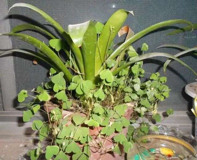 黄花酢浆草的种子,花友一般叫"蹦蹦草",下次看好了再问 长时间不剪就