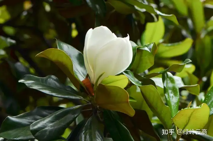 广玉兰的移栽及养护技巧