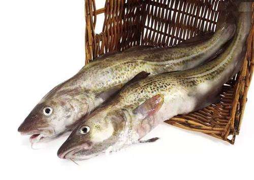 做成鱼干后,广东人叫他柴鱼干.