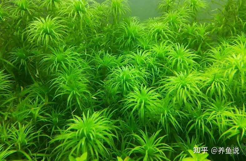 养水草必须加二氧化碳吗 鱼缸长褐藻咋办 整理了一些水草问题 知乎