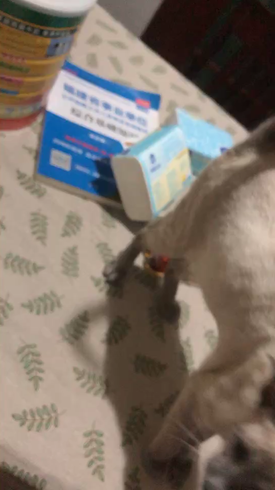 猫咪怎么才能不乱叫 v2-6fbe96d3cfd302185d680dd4cc1ed8b7_720w.jpg?source=1940ef5c