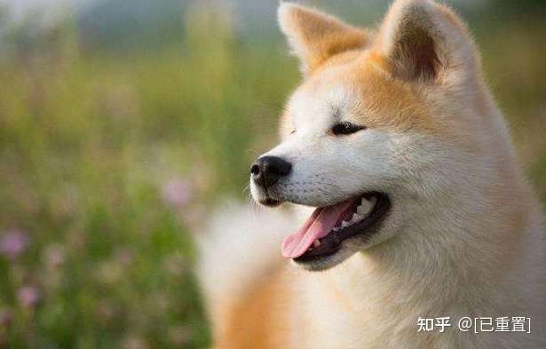 柴犬和秋田犬哪个好 可以这样来对比下 知乎