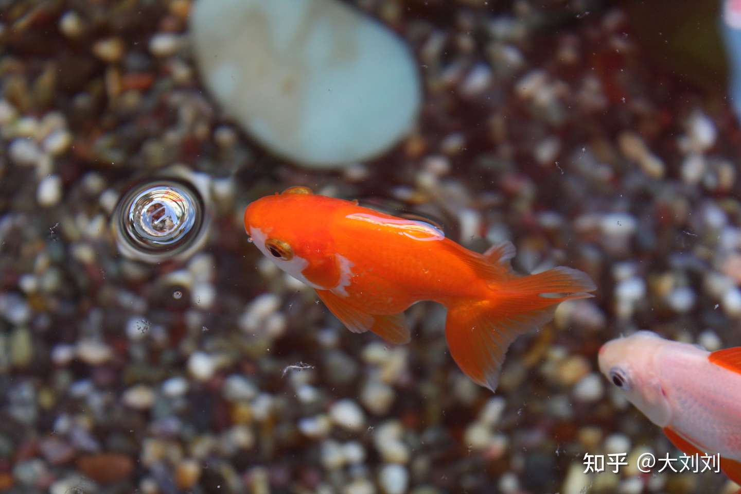 金鱼失鳔怎么治疗 什么原因导致的 知乎